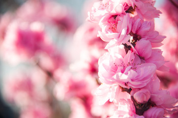 ハッピーピンク