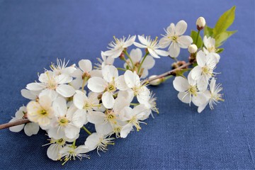 Blooming cherry tree branch on a blue linen texture