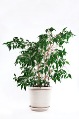 Green homemade ficus in a white pot on a white background