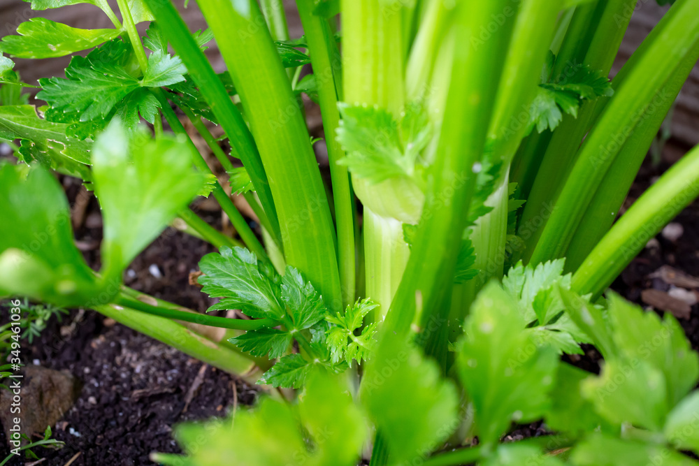 Wall mural A closeup view of a celery plant growing in soil.