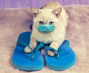 Cute little kitten wearing flip flops sandals. The Thai cat in medical face mask.  Summertime and...