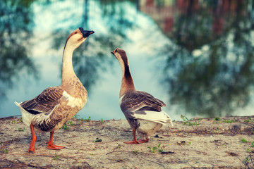 Two geese strolling along the lake shore