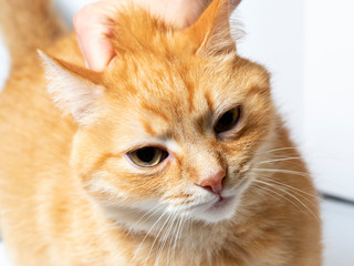 A red cat who was grabbed by the scruff of the neck with his hand. Portrait of an animal,...