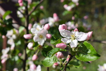 apple tree blossom