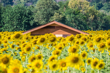 Fototapeta premium Beautiful glittering blooming yellow sunflowers farm and wooden house with rock mountains background and cloudy sky. Sunflowers field farming garden in mountain valley.