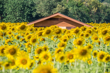 Obraz premium Beautiful glittering blooming yellow sunflowers farm and wooden house with rock mountains background and cloudy sky. Sunflowers field farming garden in mountain valley.