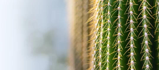 Foto op Plexiglas achtergrond van een cactus met lange stekels © AlenKadr