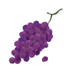 grape vector illustration, autumn harvest