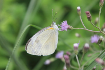 butterfly on a pink  flower