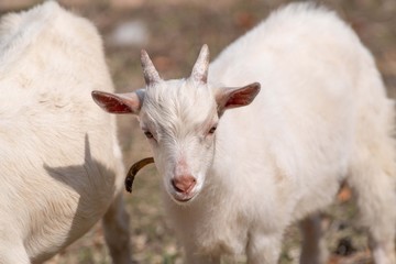 子ヤギのしぐさ
