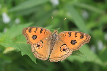 butterfly on green background