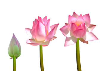 Top view of pink blooming lotus flowers and green lotus leaf on alotus pond, Best Overall Waterlily 1st Place Waterlily from The International Waterlily & Water Gardening Society, world champion lotus