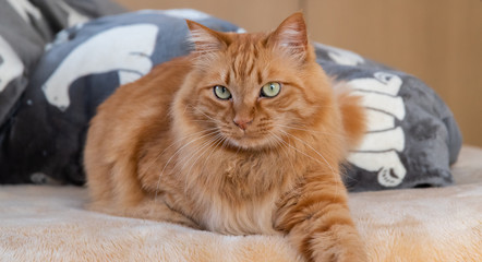 くつろぐ猫　茶トラ猫