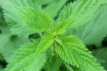 nepali plant green sisnu 