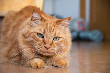 くつろぐ猫　茶トラ猫