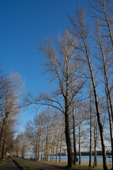 trees without foliage against a blue sky