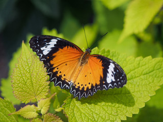 Obraz na płótnie Canvas A beautiful orange and black butterfly sitting on a green leaf