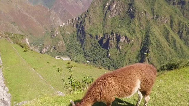 Tilt. Llama eating grass in Machu Picchu, Cusco, Peru