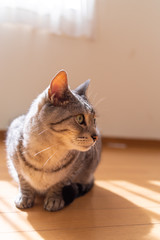 見つめるネコ　サバトラ猫