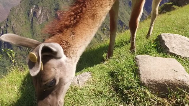 Llama eating grass in Machu Picchu, Cusco, Peru