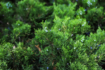 Green background of close up of pine tree