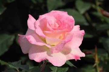 薔薇（マチルダ）