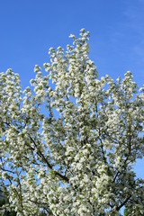 Apple blossom in the city Park