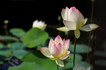 Pink lotus or water lily in the pond