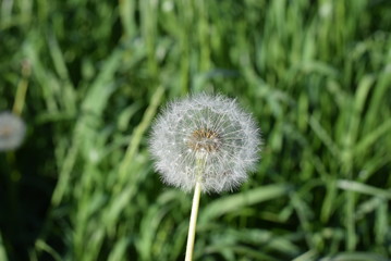 dandelion blooms in the spring in the city Park