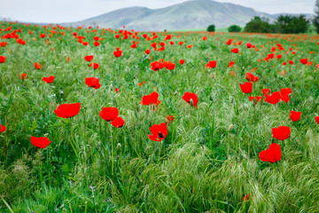 Red poppies. Wild flowers on a background of green grass. Summer natural background.