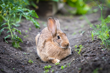 rabbit on the path in summer