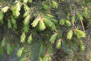spruce branches in the city Park