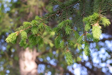 spruce branches in the city Park