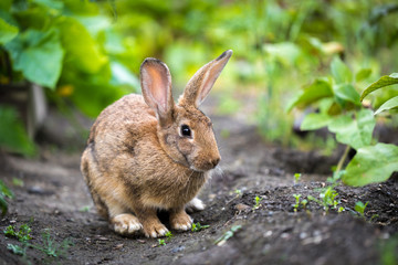 Naklejka na ściany i meble rabbit on the path in summer