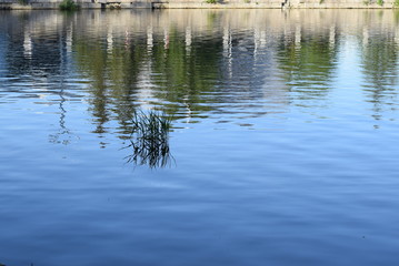 sedge on the city pond