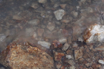 ants on the ground