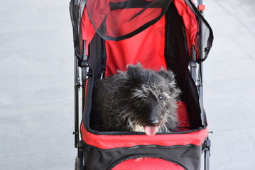 pet stroller with dog inside