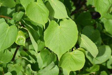 linden in the city Park
