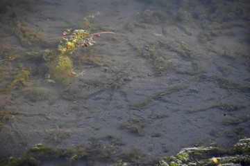 Goose prints on pond bottom