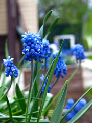 small blue Muscari flowers bloom in spring