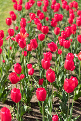北海道札幌市　大通公園のチューリップ