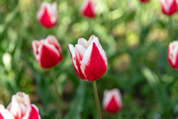 北海道札幌市　大通公園のチューリップ