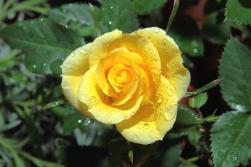 rosa gialla, yellow rose