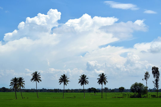 Palm trees, fields and the blue sky of Mysore