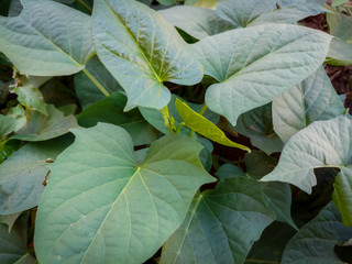 close up of green leaves