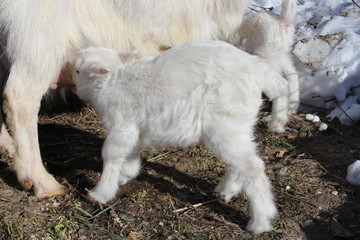Naklejka premium a newborn white kid sucks milk from a mother's goat from an udder an animal on a farm