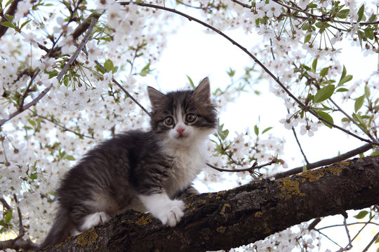 Cat and cherry blossoms. Kitten on a spring tree