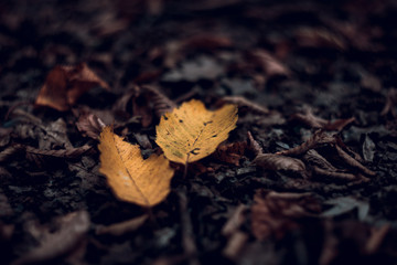 Dreamy and artistic nature photography with beautiful plants and flowers. Nature scenes with warm,rich colors.