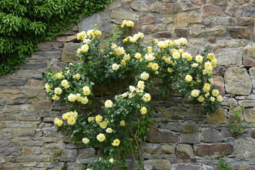 Sandsteinfassade mit bl&uuml;hender Kletterrose