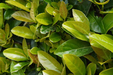 Textura hojas verdes